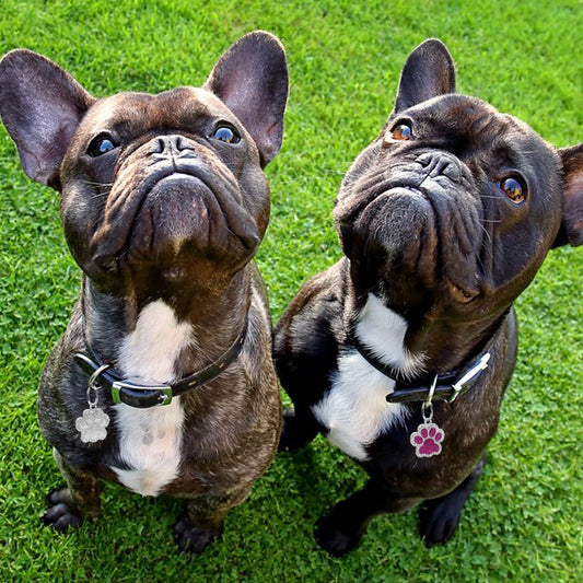 Placa MAZUNTE en forma de Patita o Circulo con strass