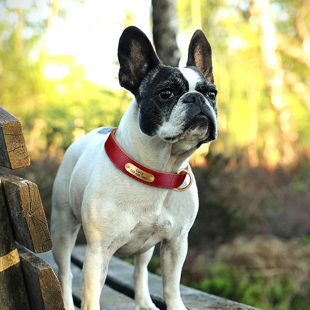 Collar QUERETARO con correa