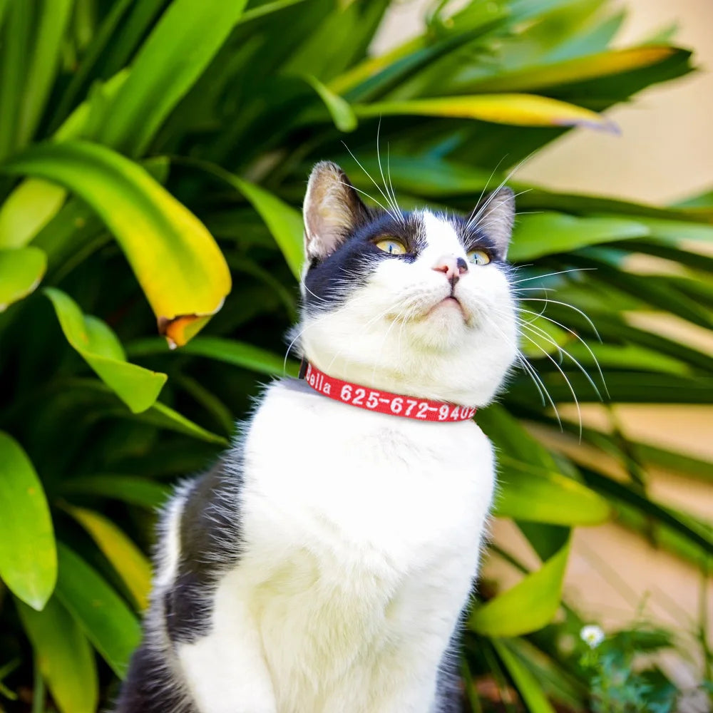 Collar SAN CRISTOBAL para gatos y cachorros