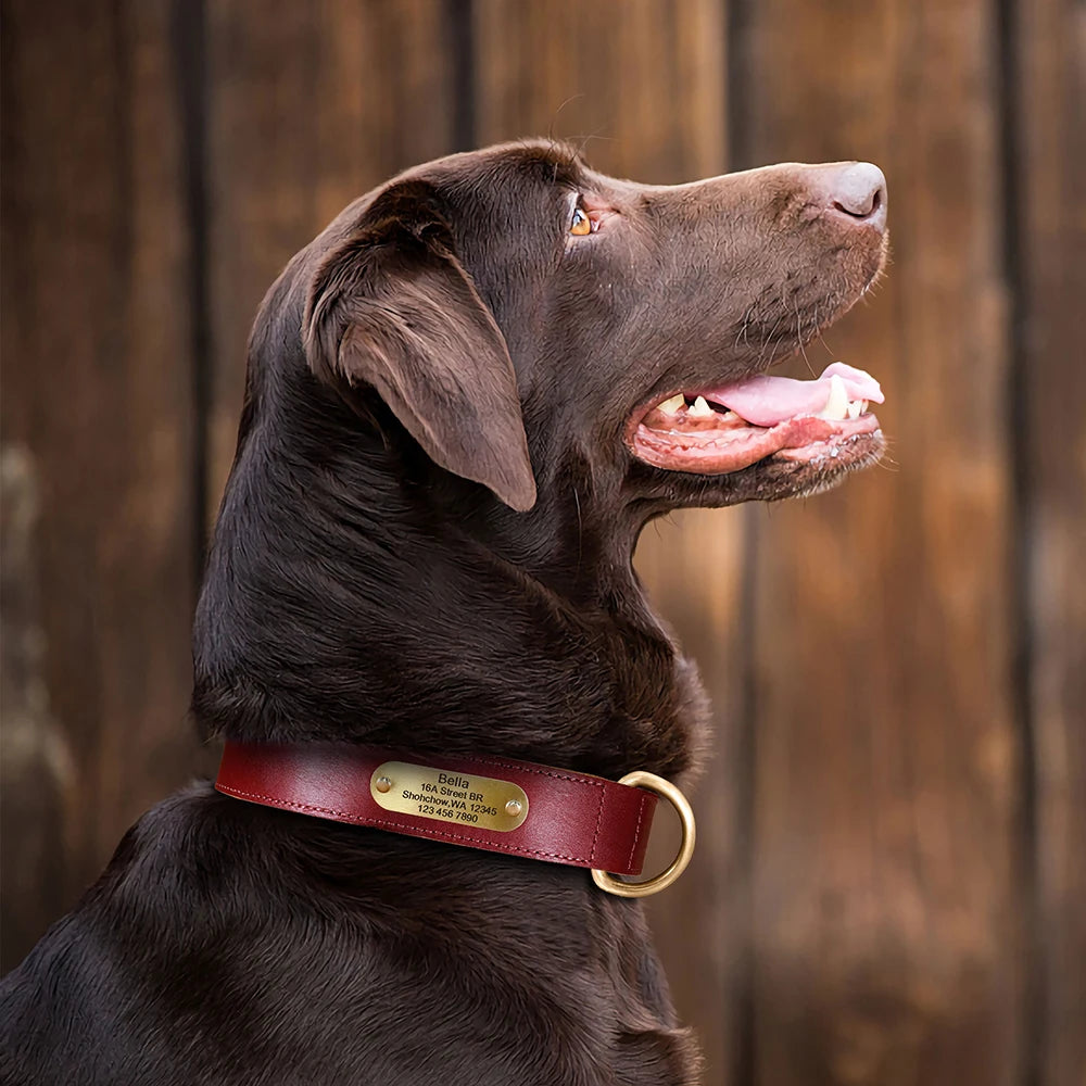 Collar QUERETARO con correa